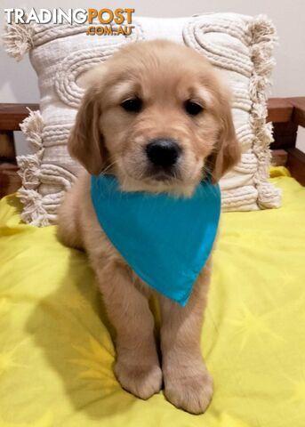 100% Purebred puppies gold retriever. Negotiable