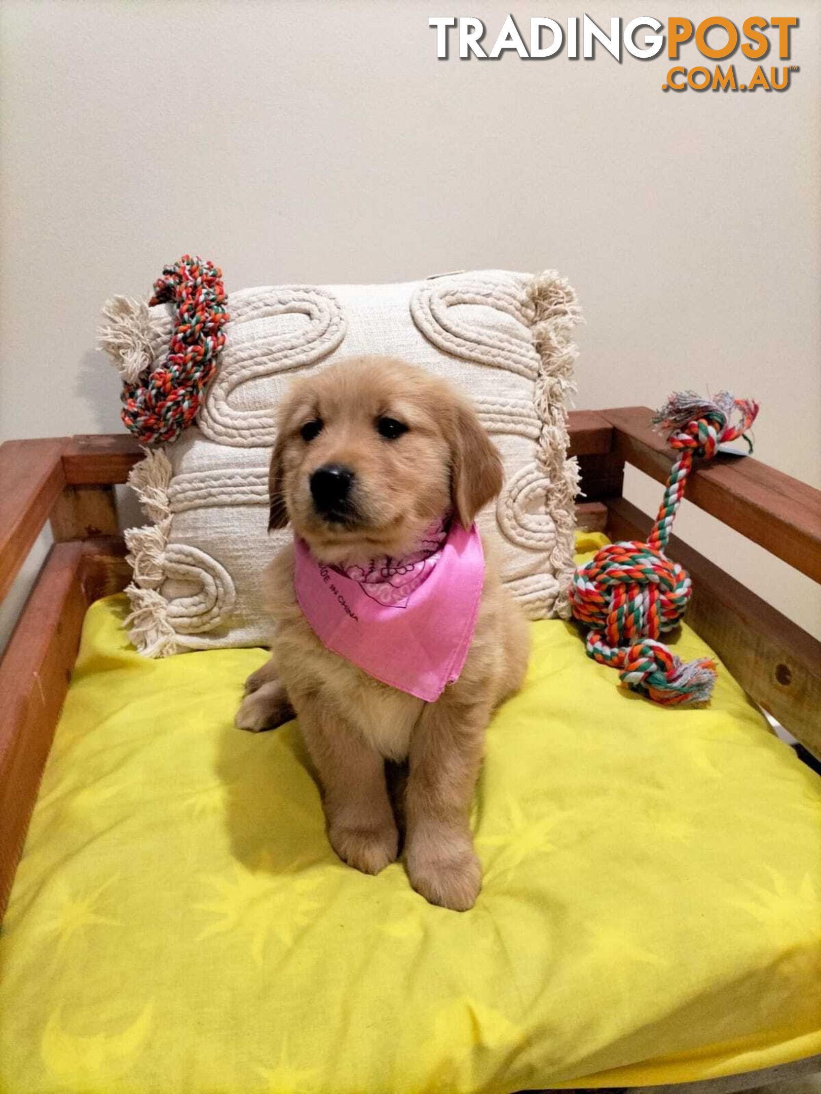 100% Purebred puppies gold retriever. Negotiable