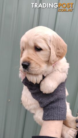 100% Purebred puppies gold retriever.