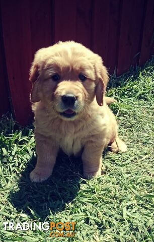 100% Purebred gold retriever