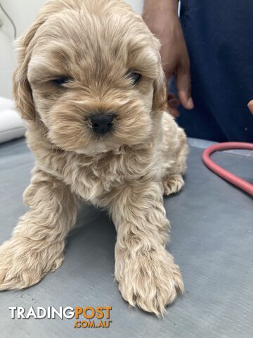 1 Left Shmoodle Puppy - Maltese Shih Tzu x Toy Poodle Puppy