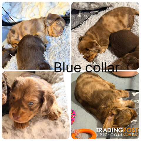 Miniature dachshund puppies