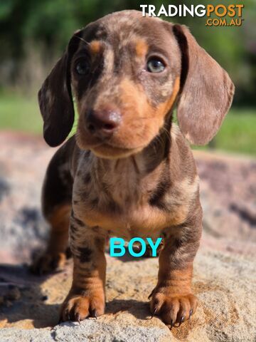 Beautiful Male Minature Dachshund