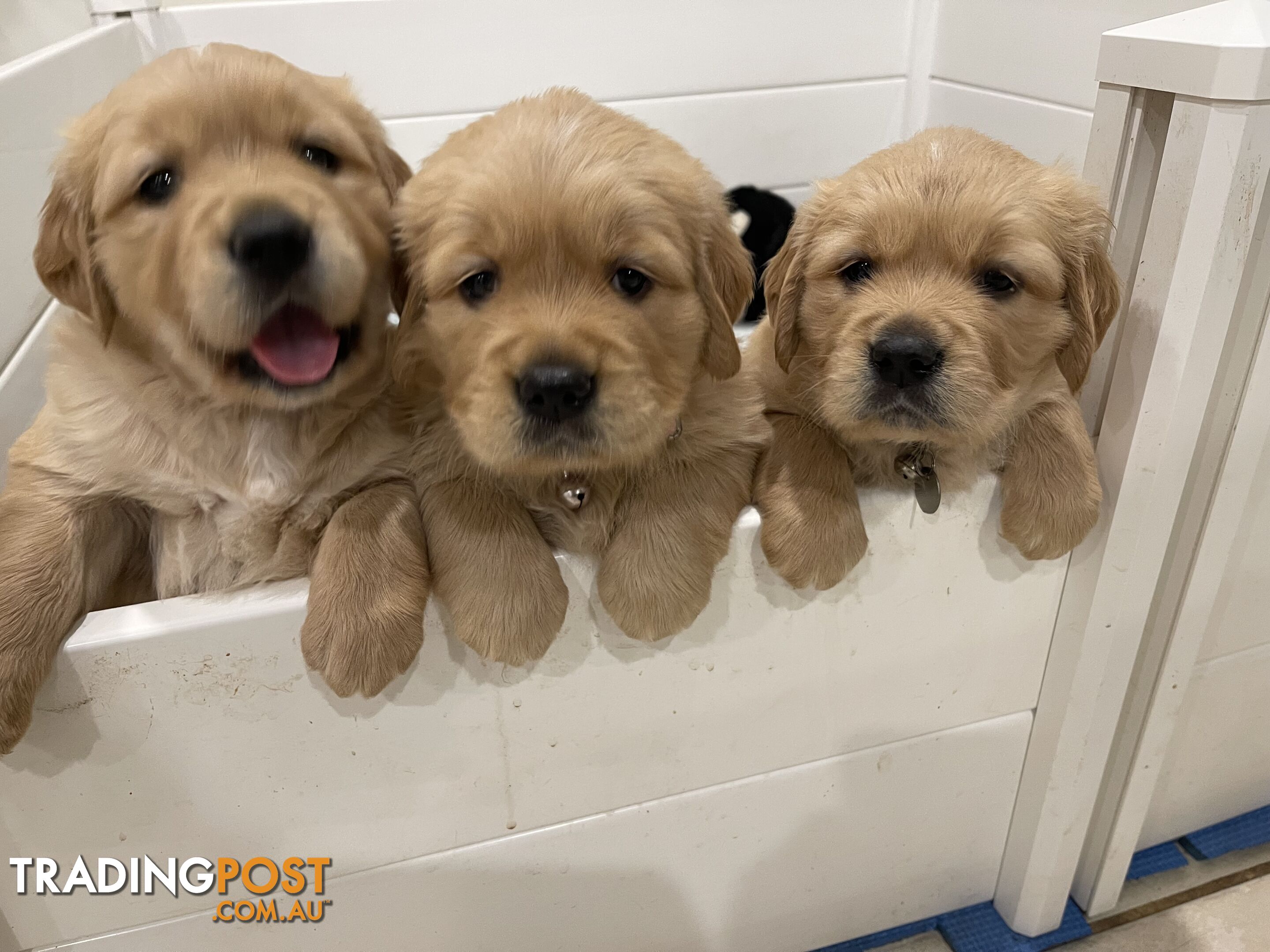 Golden retrievers ( 2 males )