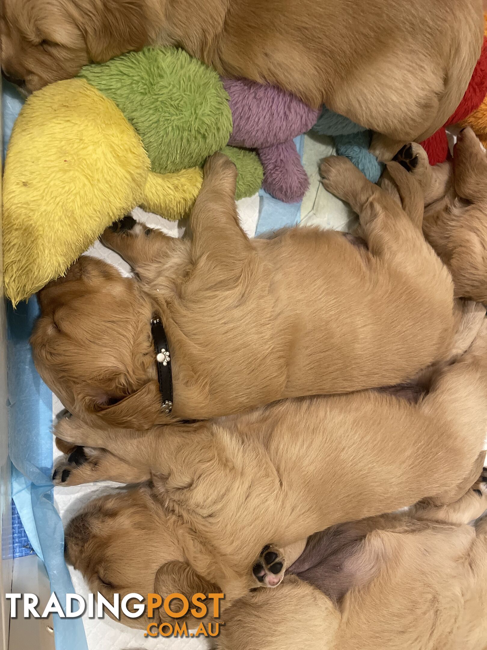 Golden retrievers ( 2 males )