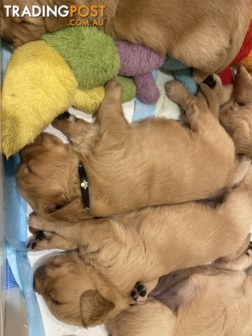 Golden retrievers ( 2 males )