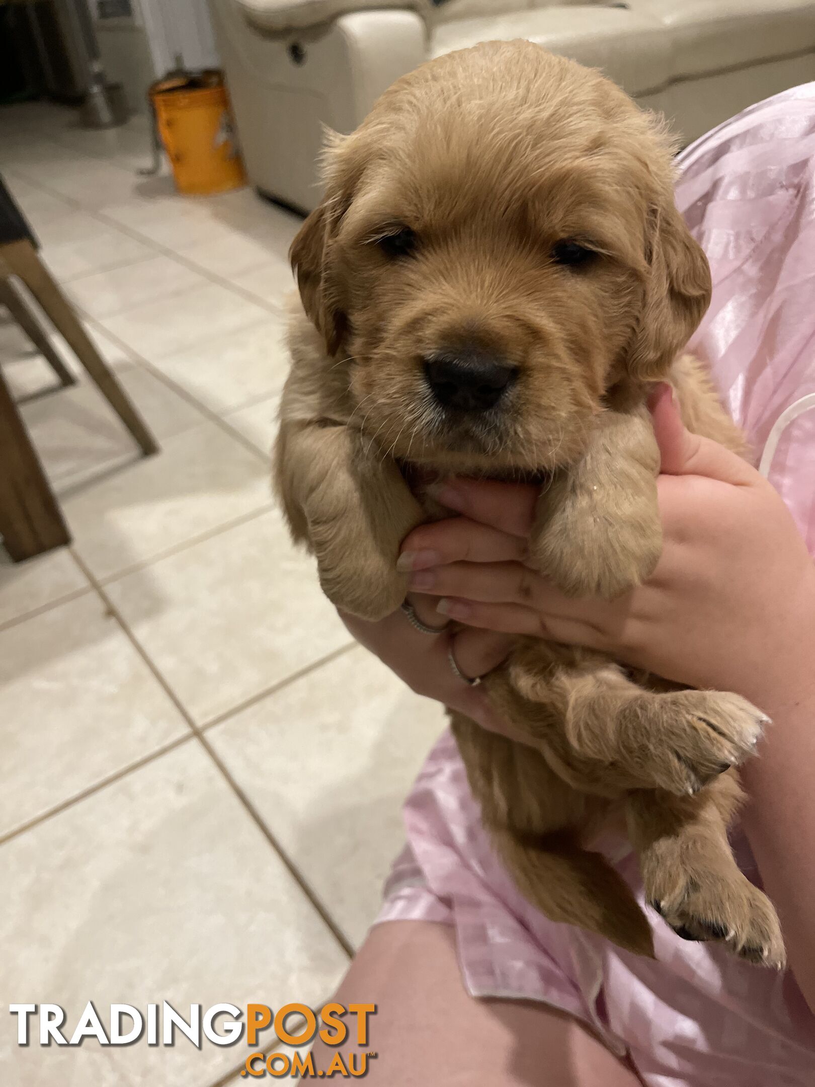 Golden retrievers ( 2 males )