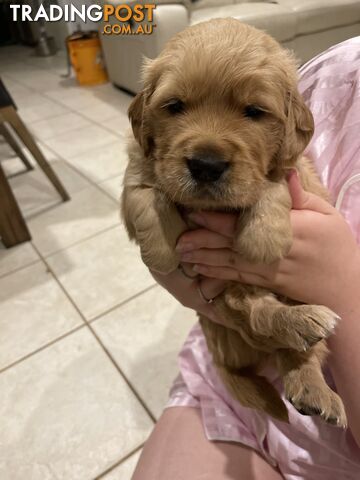 Golden retrievers ( 2 males )