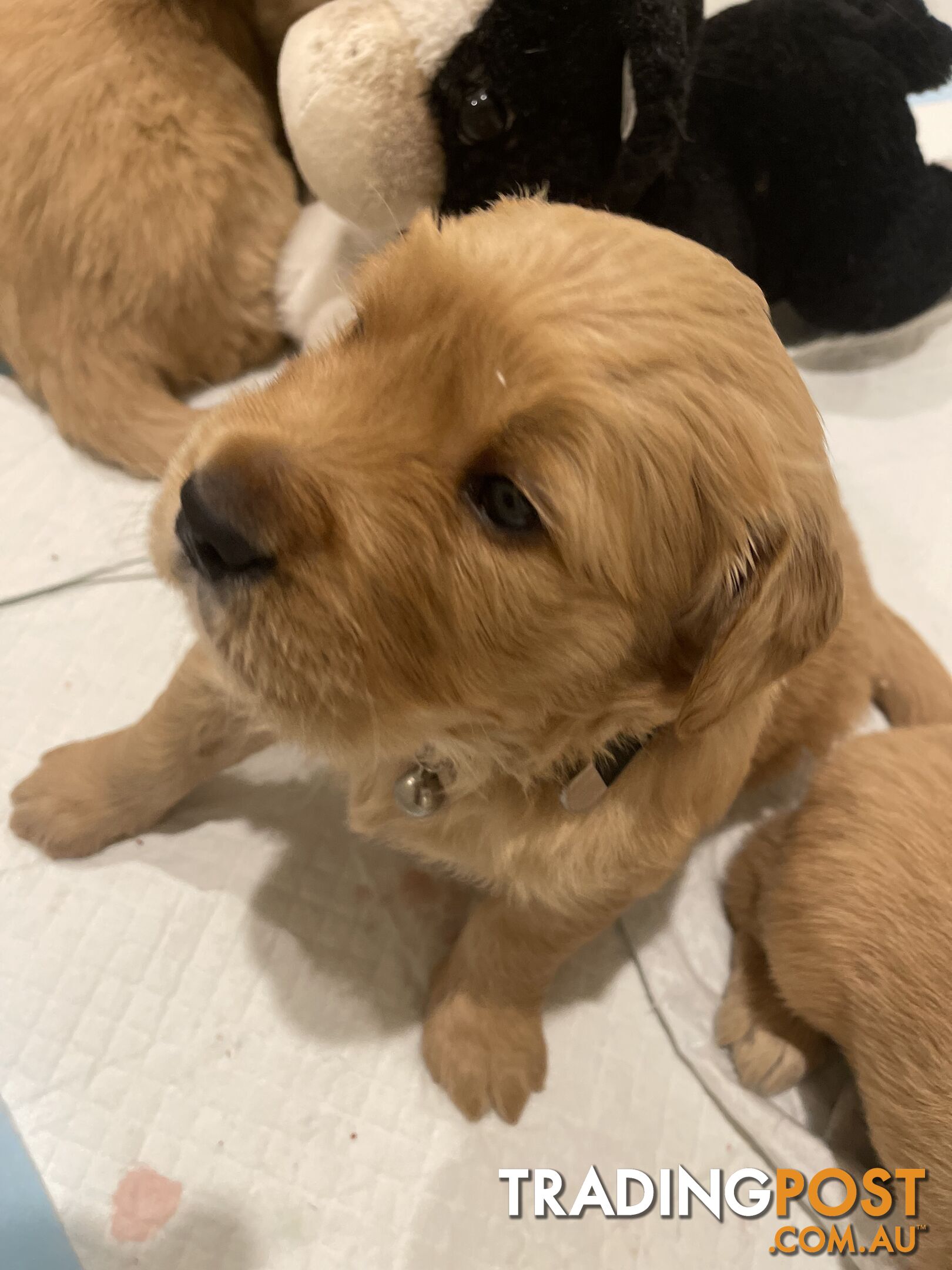 Golden retrievers ( 2 males )