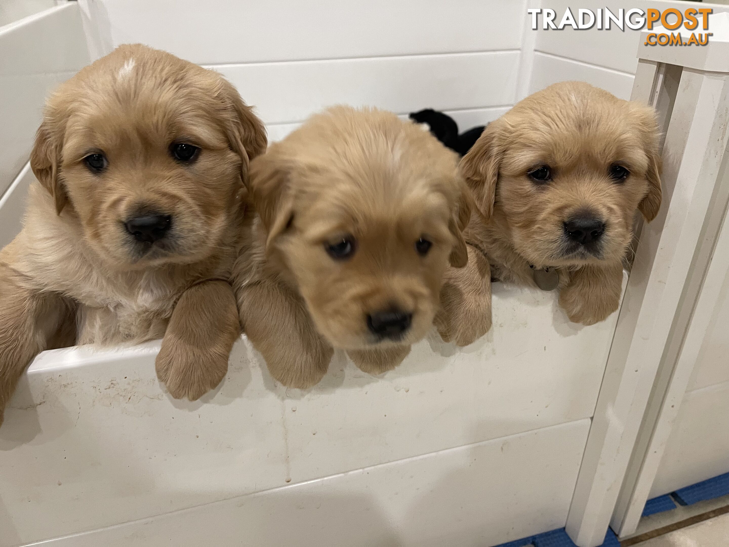 Golden retrievers ( 2 males )