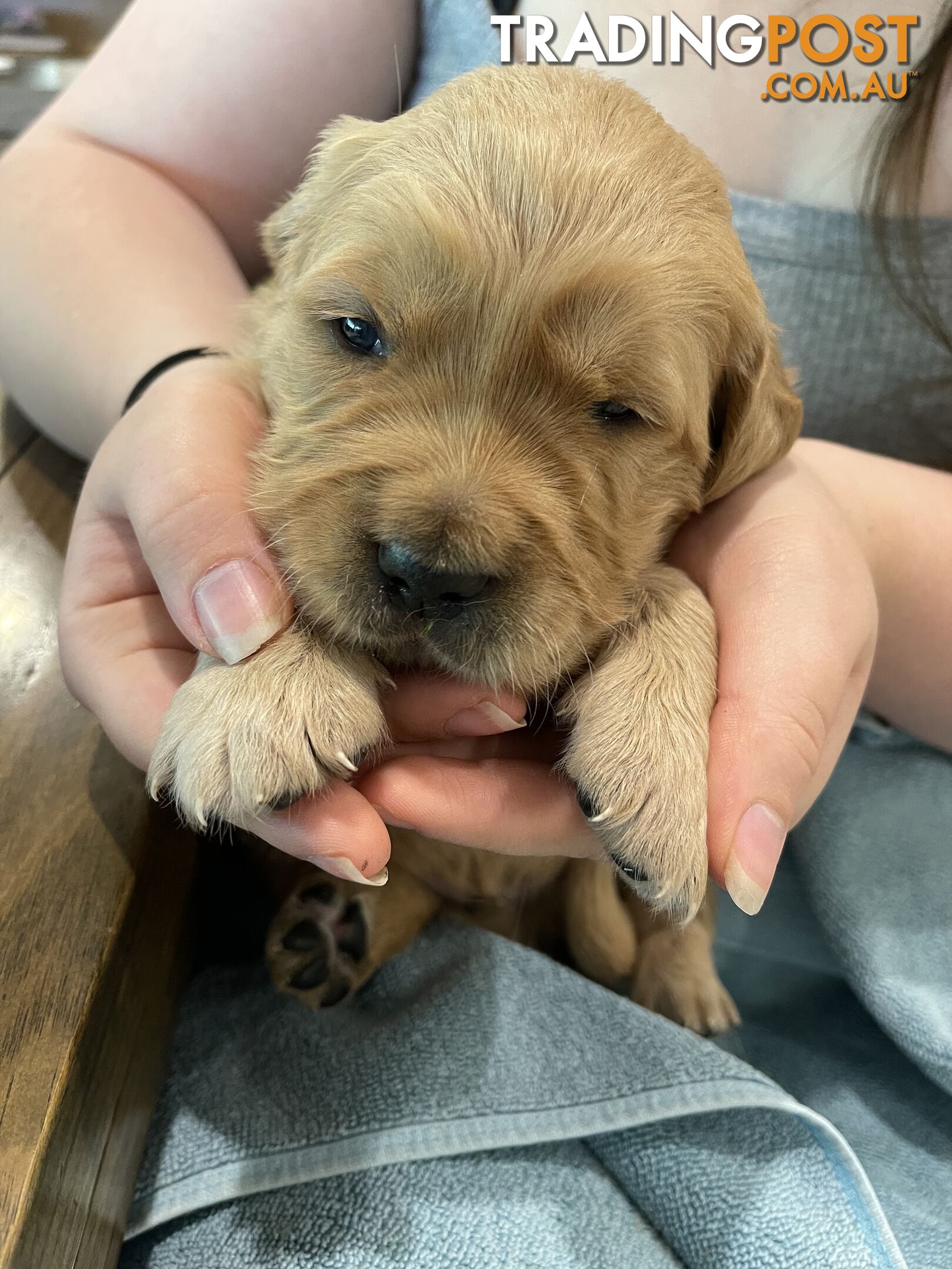 Golden retrievers ( 2 males )