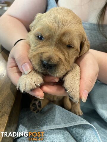 Golden retrievers ( 2 males )