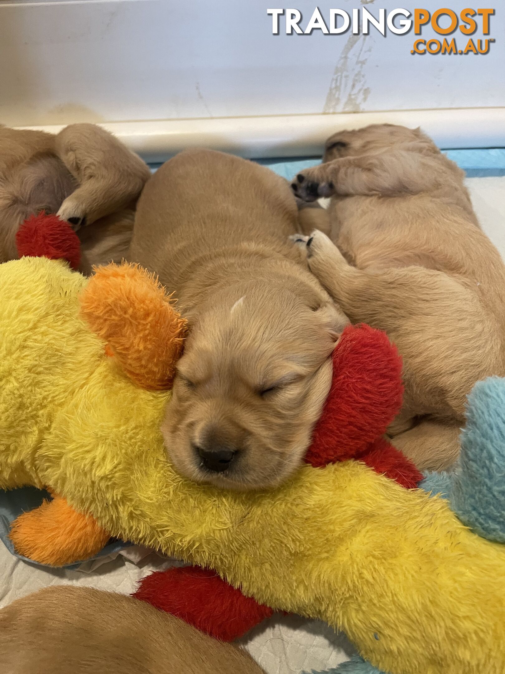 Golden retrievers ( 2 males )