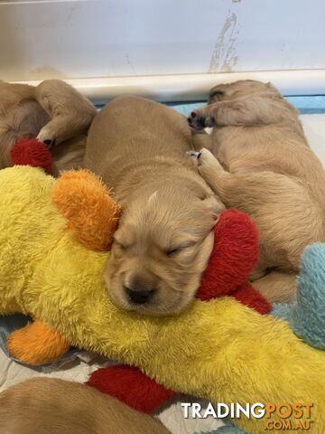 Golden retrievers ( 2 males )