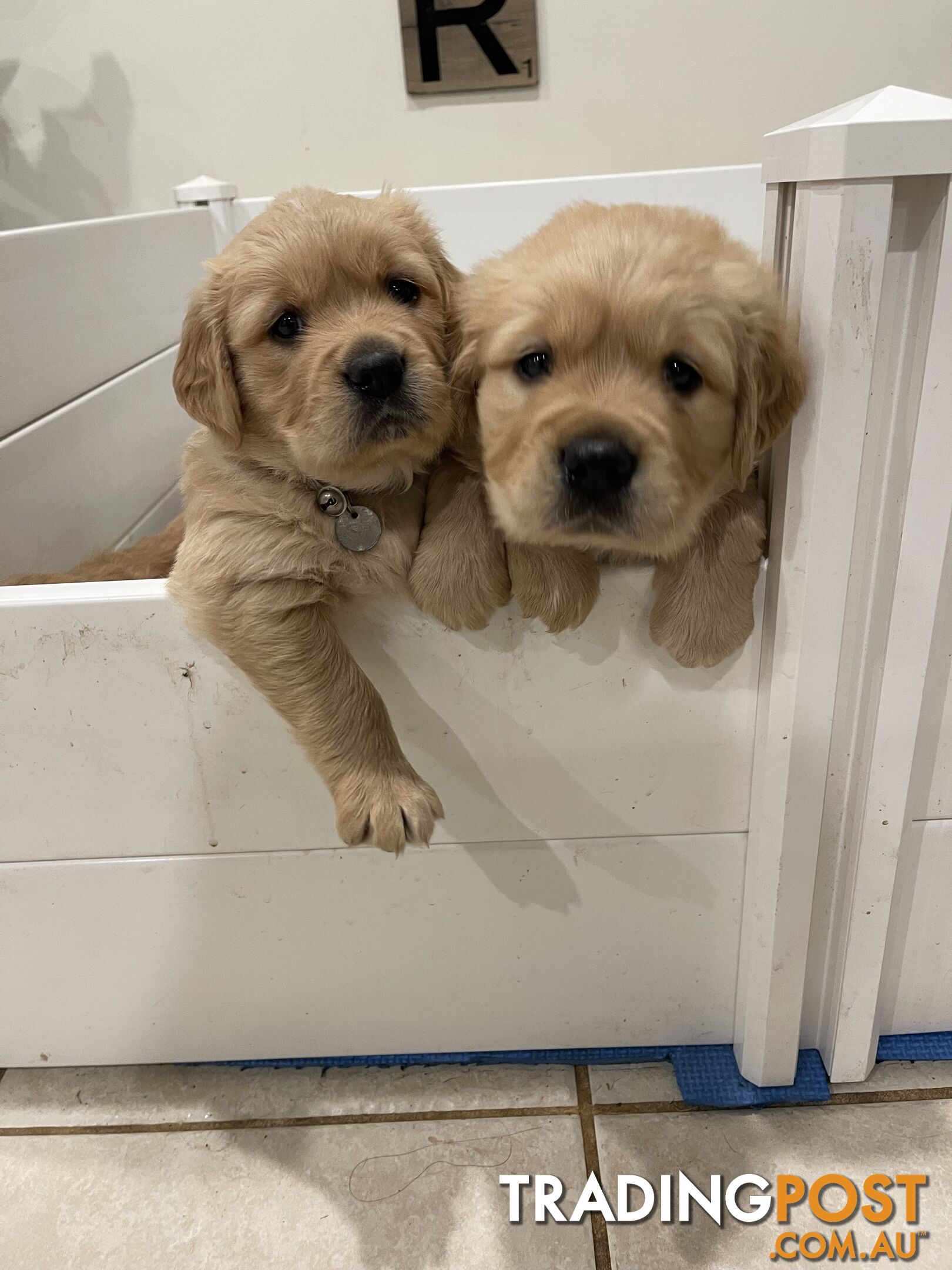 Golden retrievers ( 2 males )