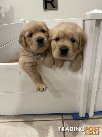 Golden retrievers ( 2 males )