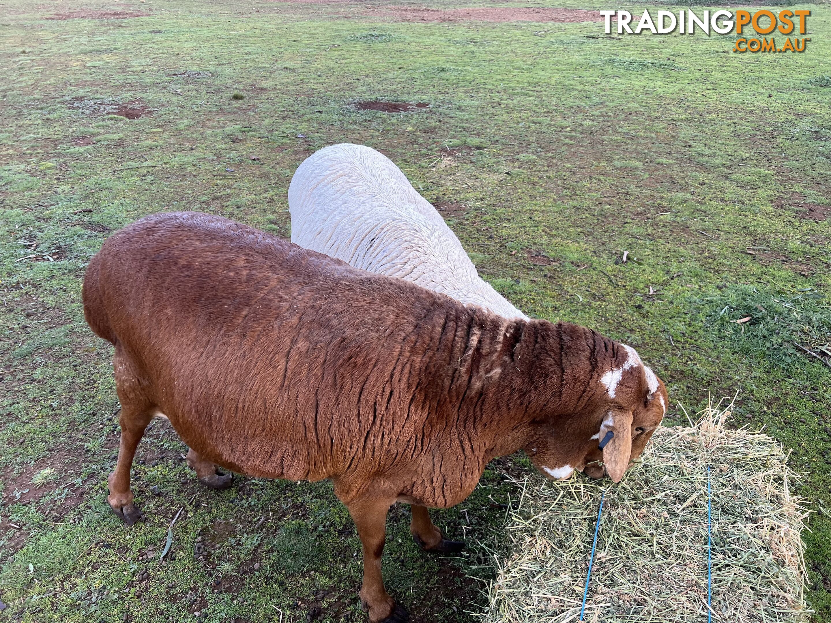 Persian sheep