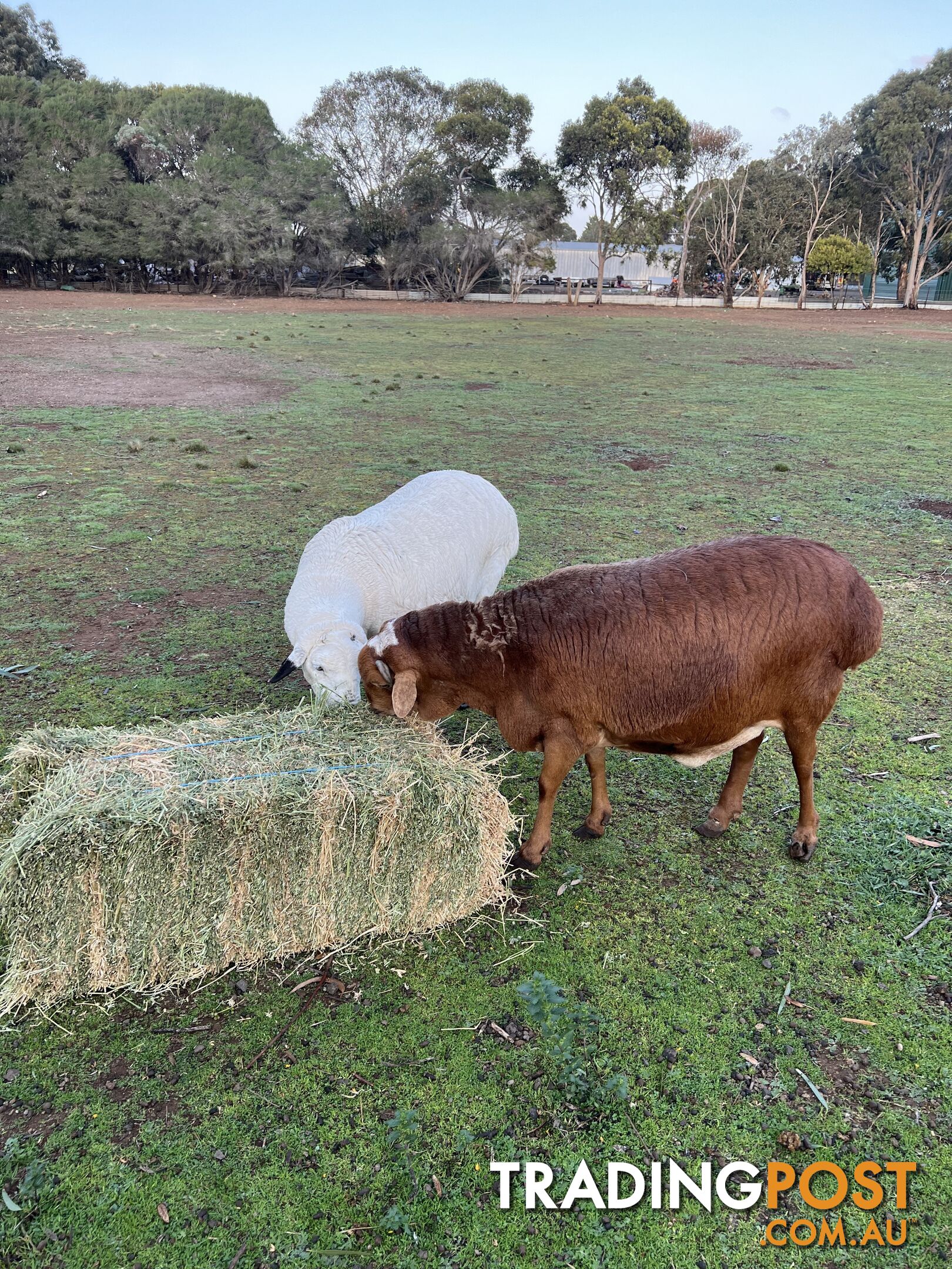 Persian sheep