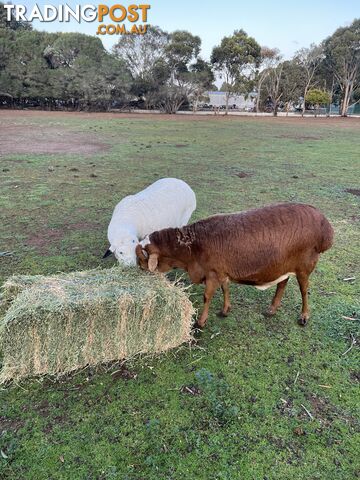 Persian sheep