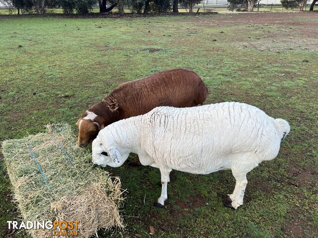 Persian sheep