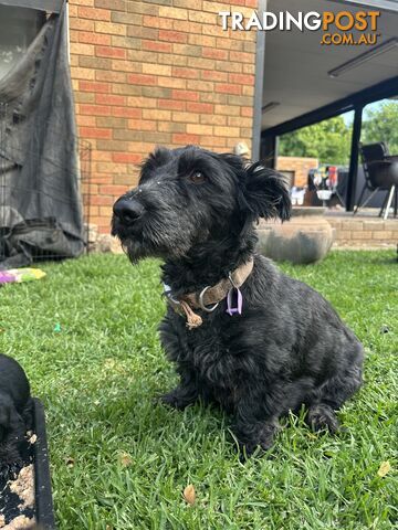 Scottish terrier x west highland white terrier