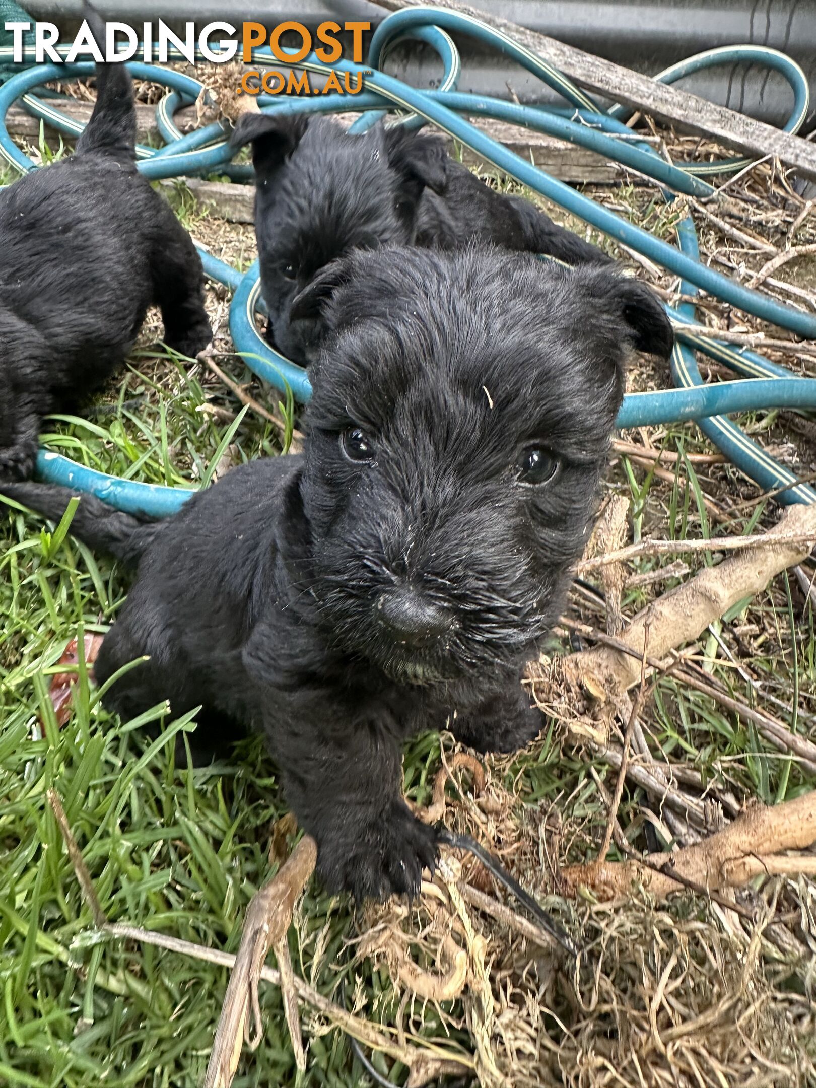 Scottish terrier x west highland white terrier