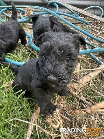 Scottish terrier x west highland white terrier