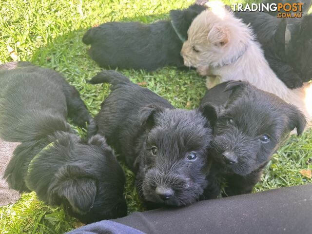 Scottish terrier x west highland white terrier