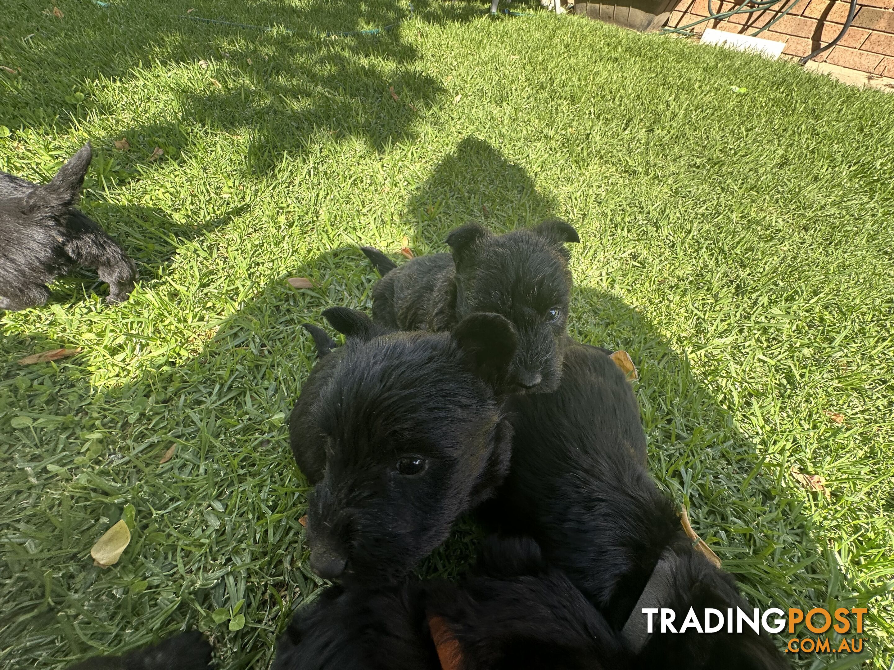 Scottish terrier x west highland white terrier