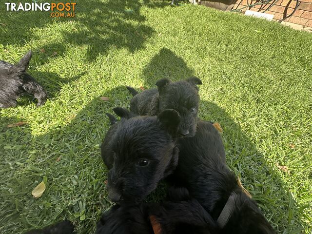 Scottish terrier x west highland white terrier