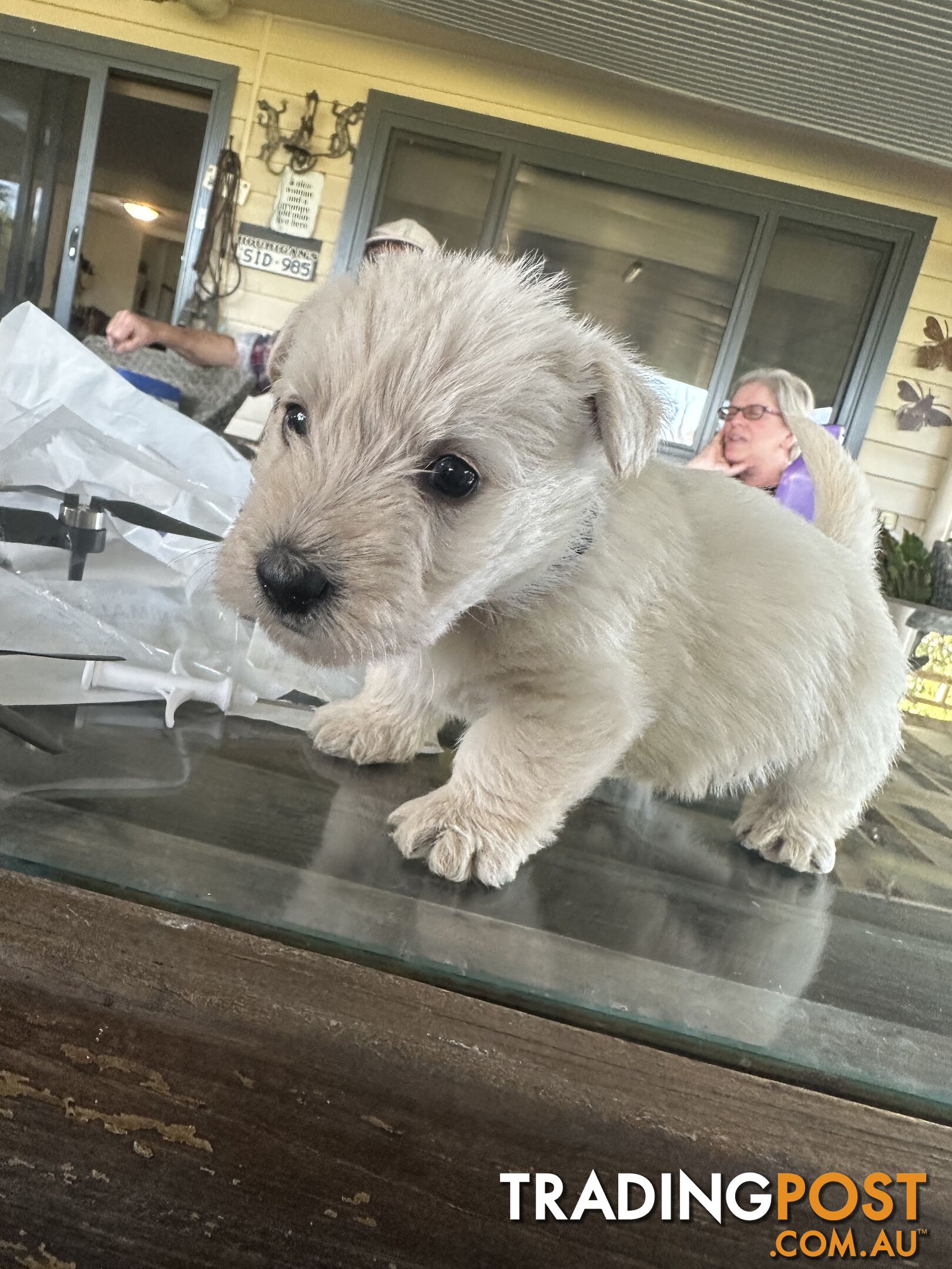 Scottish terrier x west highland white terrier