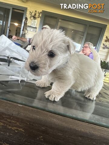 Scottish terrier x west highland white terrier