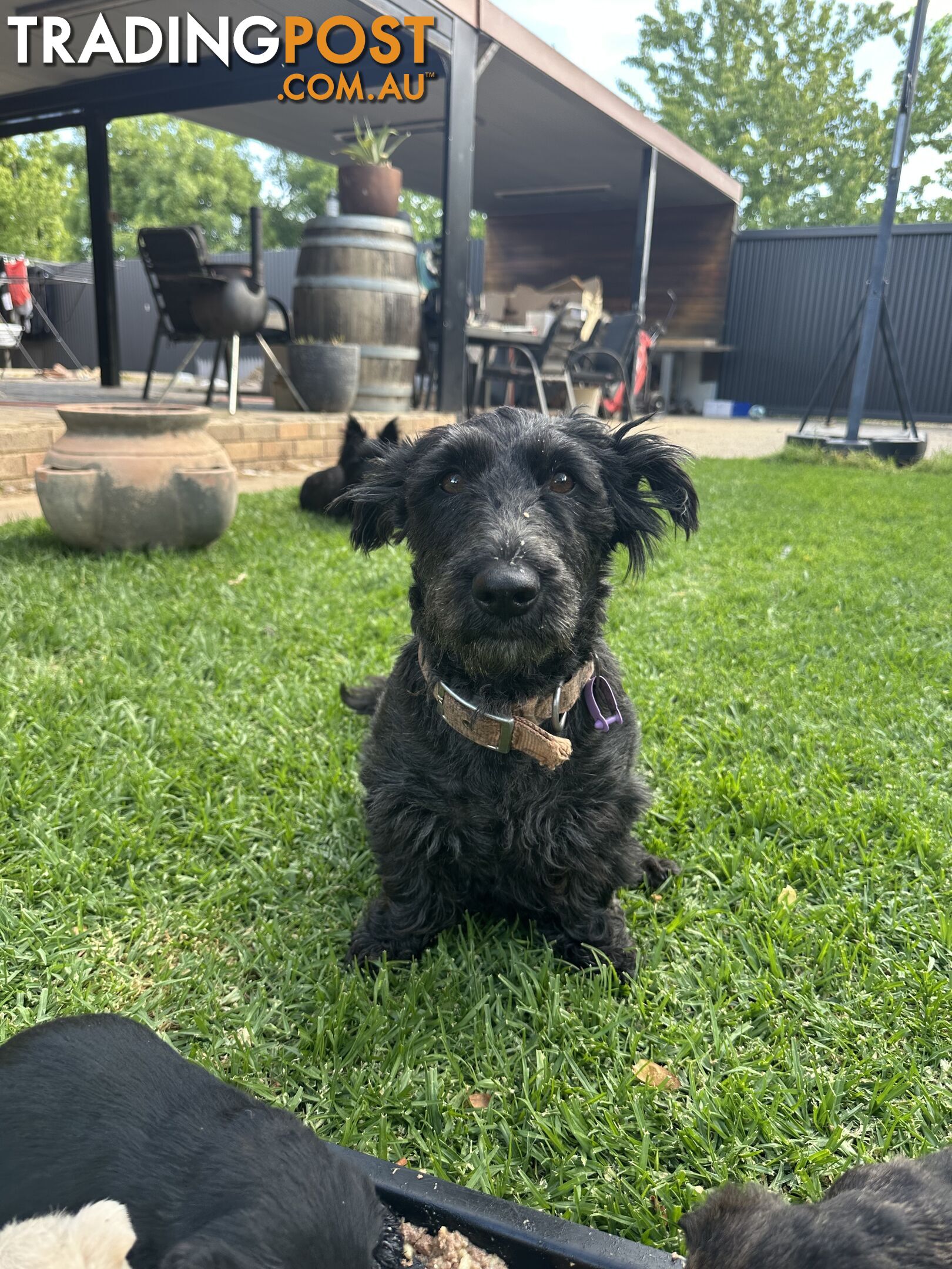 Scottish terrier x west highland white terrier