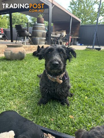 Scottish terrier x west highland white terrier