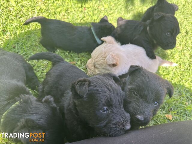 Scottish terrier x west highland white terrier