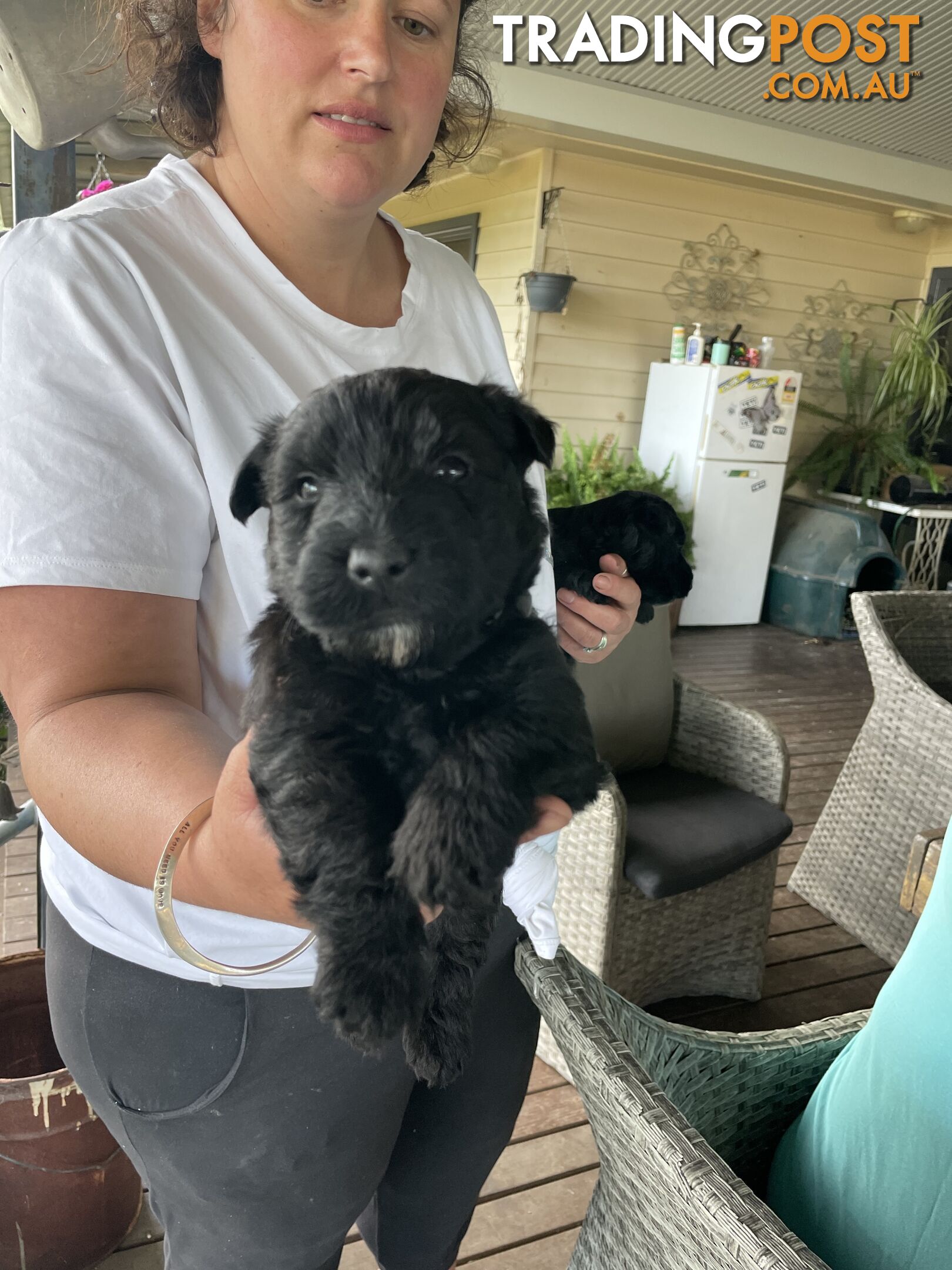 Scottish terrier x west highland white terrier