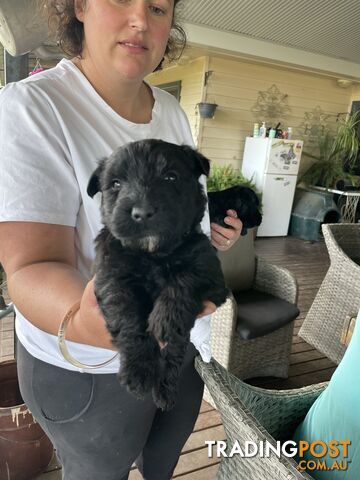 Scottish terrier x west highland white terrier