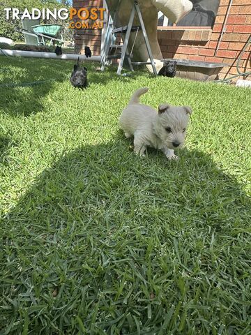 Scottish terrier x west highland white terrier