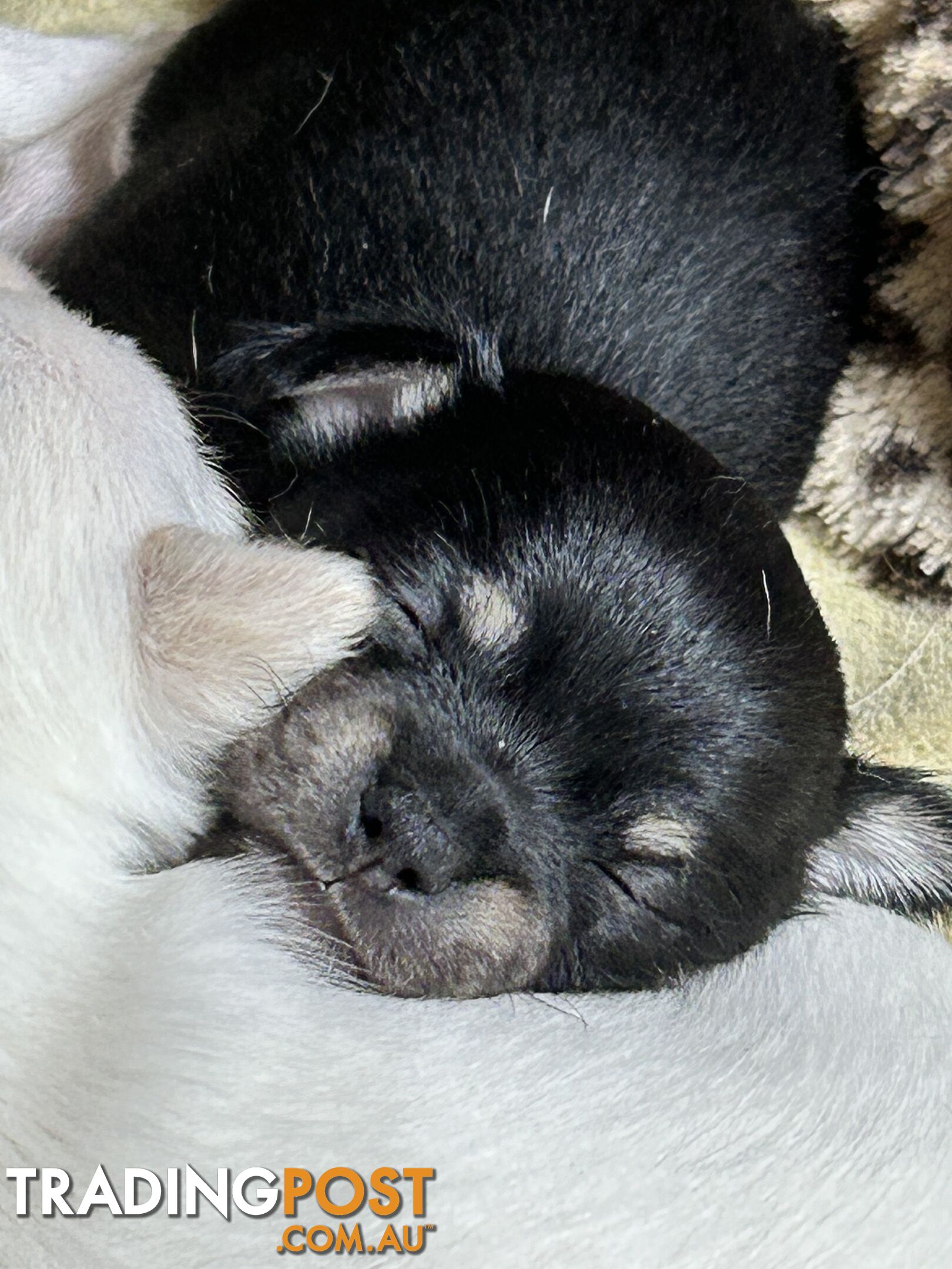 Pure Breed Chihuahua Pups