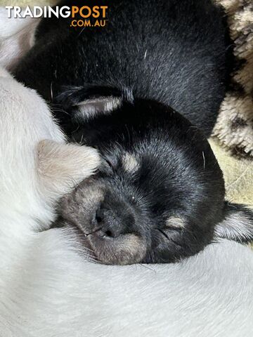 Pure Breed Chihuahua Pups