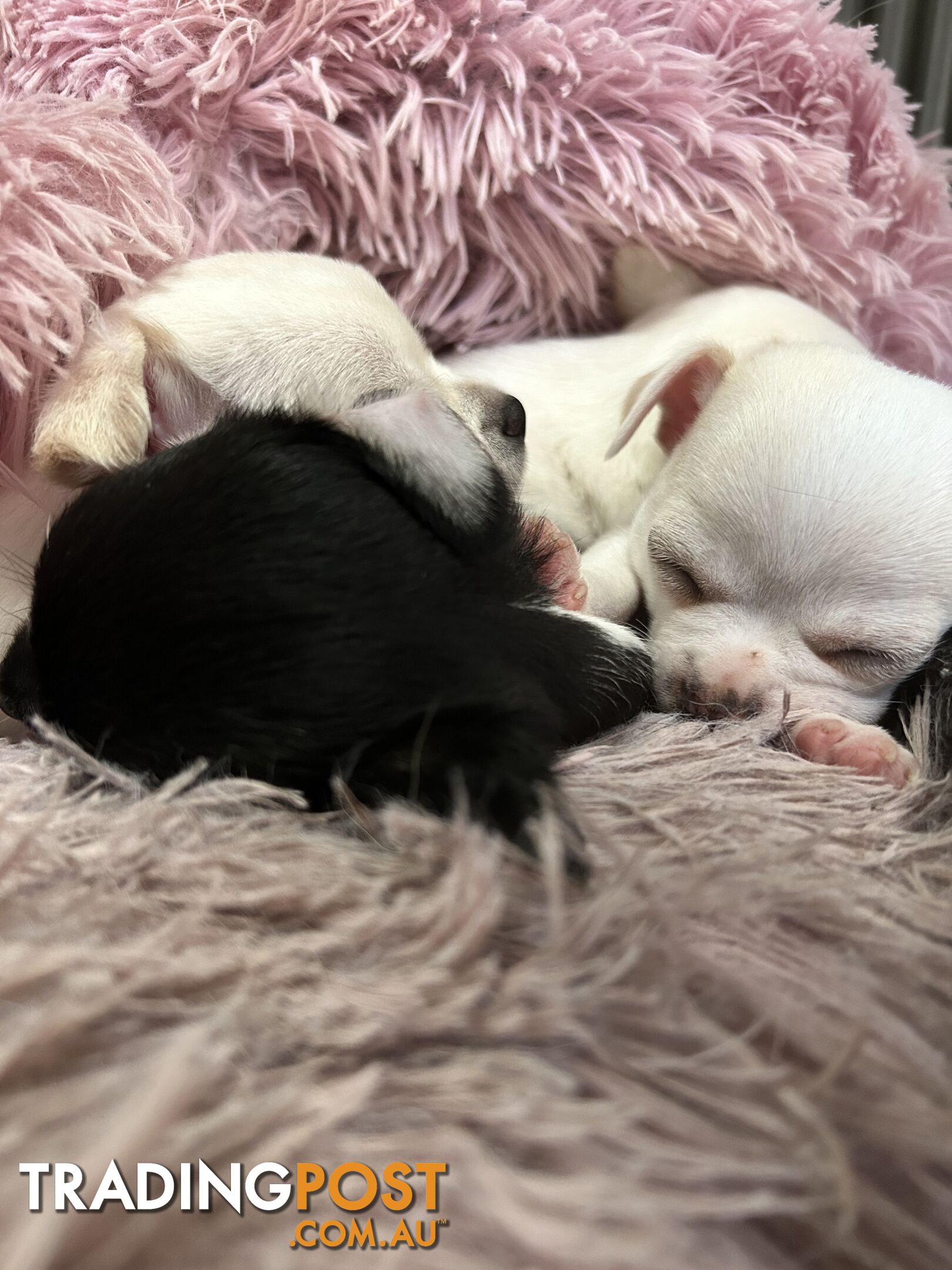 Pure Breed Chihuahua Pups