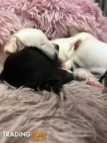 Pure Breed Chihuahua Pups