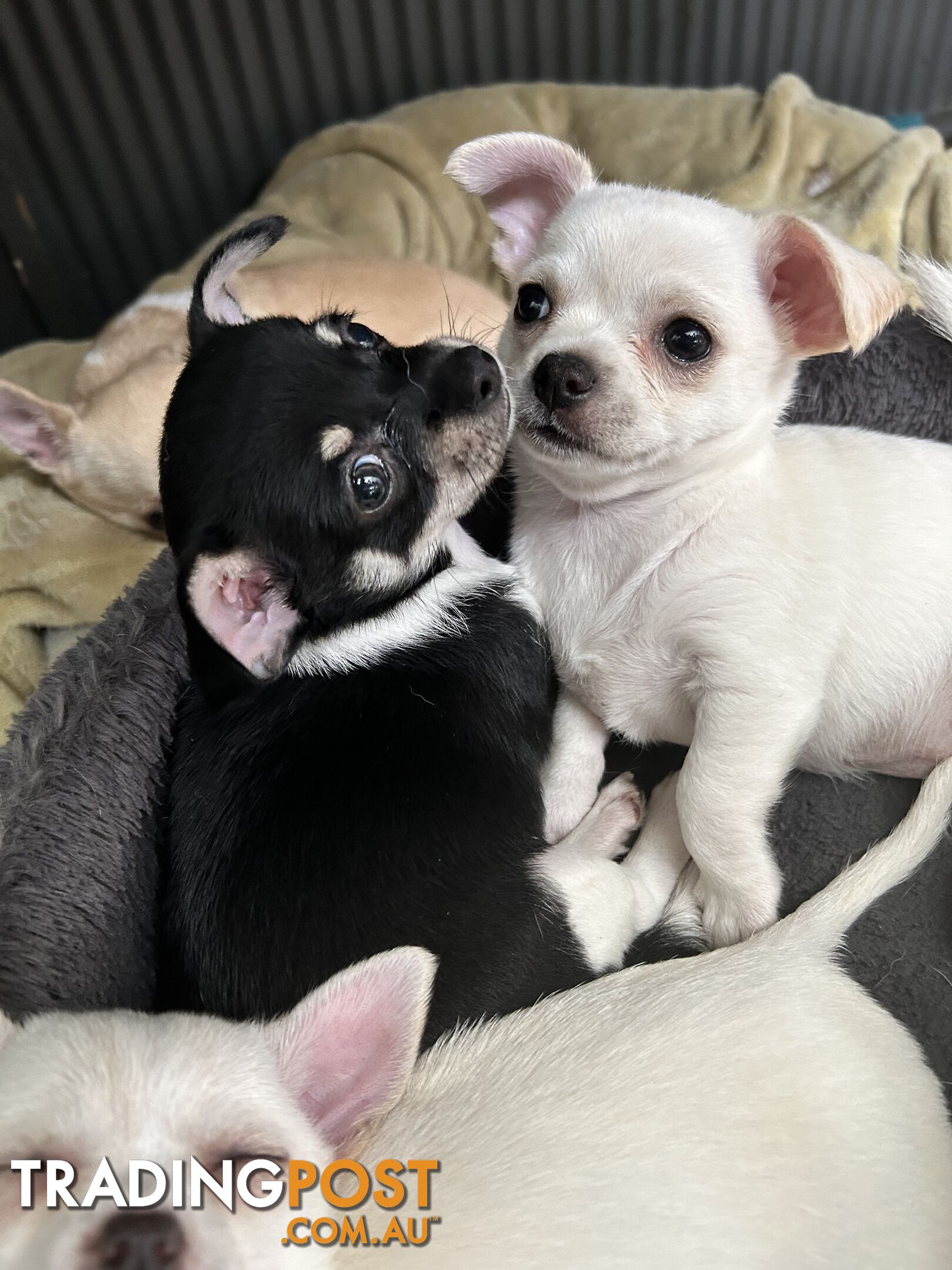 Pure Breed Chihuahua Pups