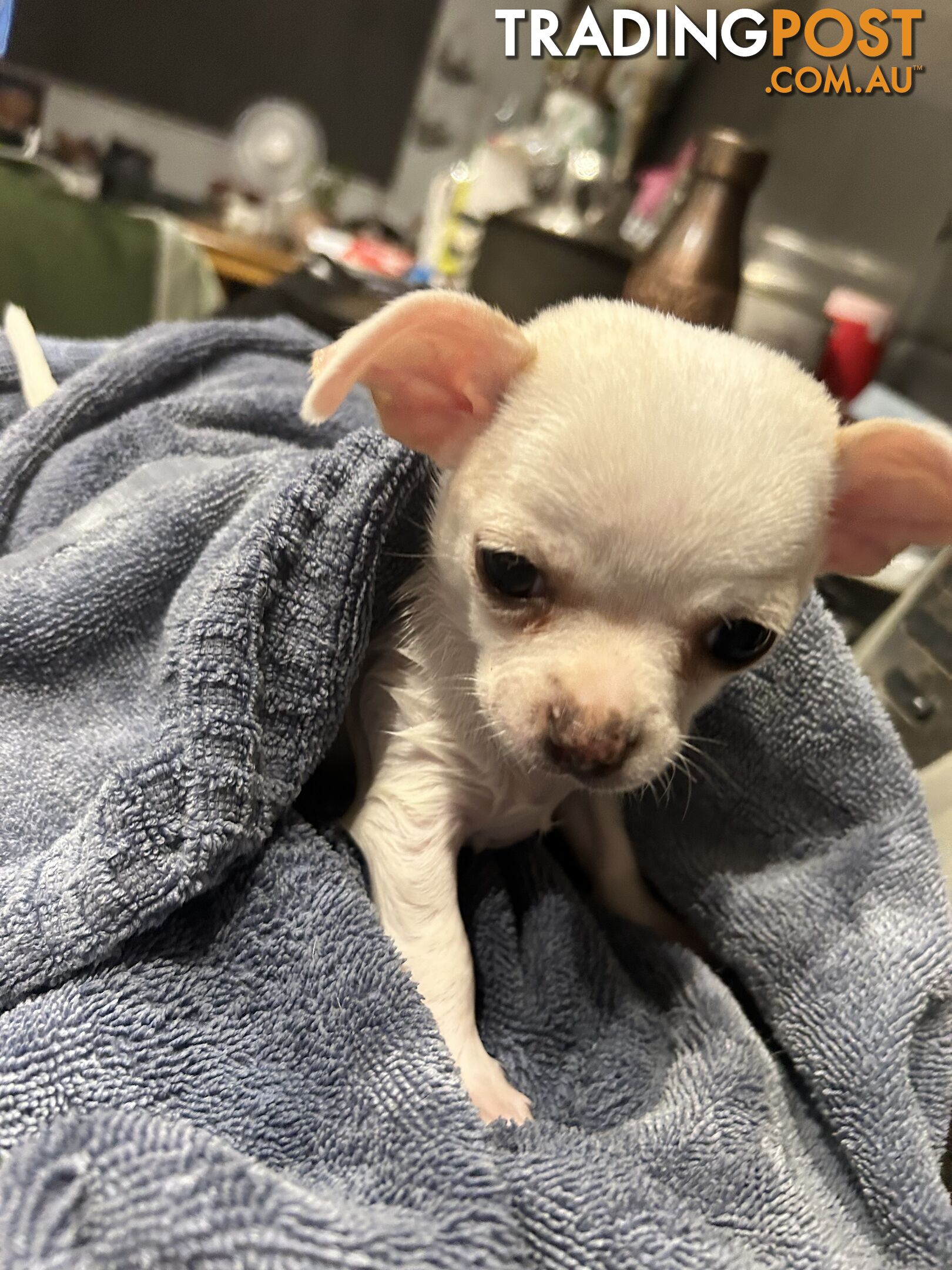 Pure Breed Chihuahua Pups