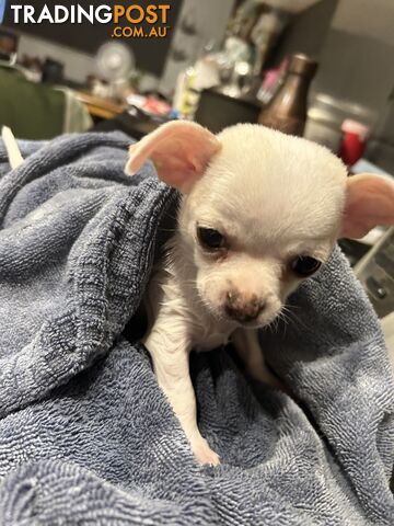 Pure Breed Chihuahua Pups