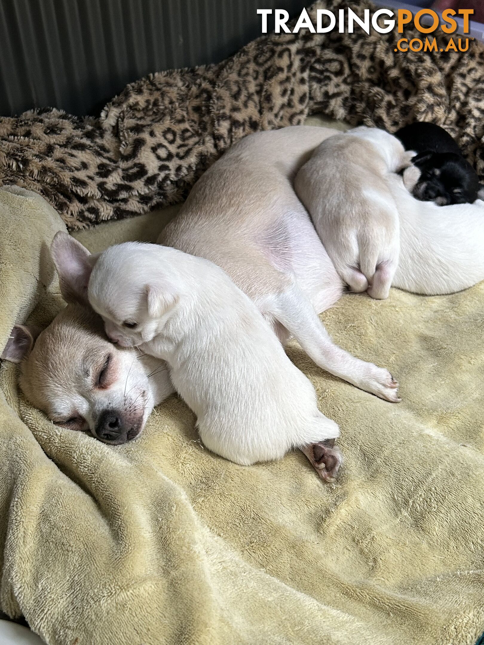 Pure Breed Chihuahua Pups