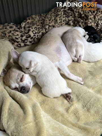 Pure Breed Chihuahua Pups