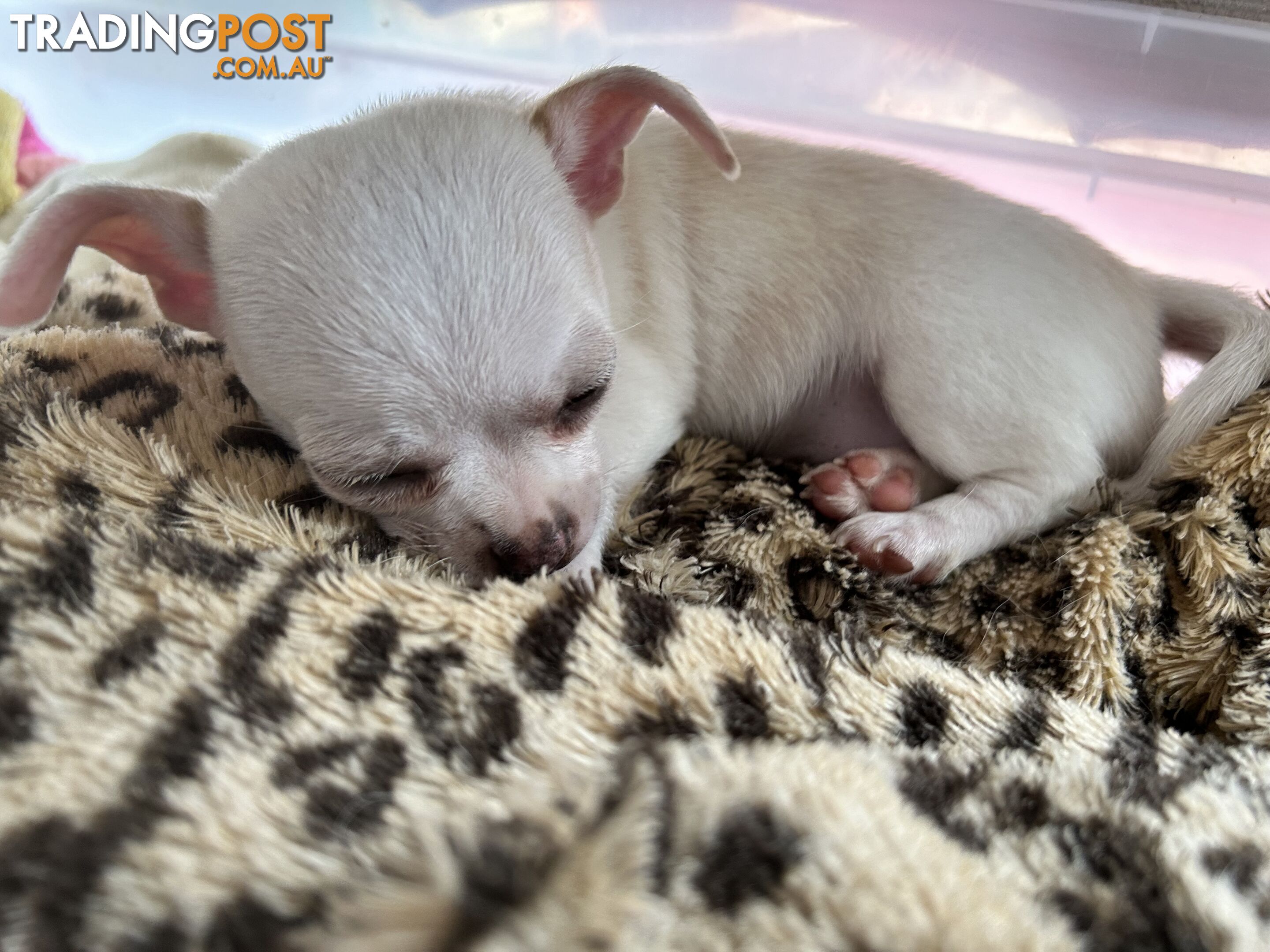 Pure Breed Chihuahua Pups