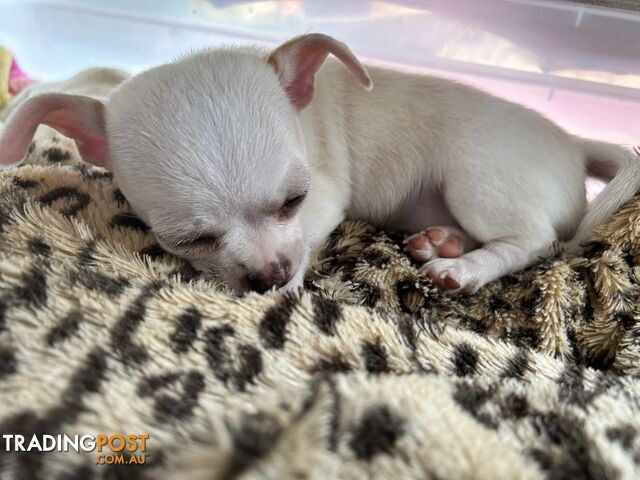 Pure Breed Chihuahua Pups