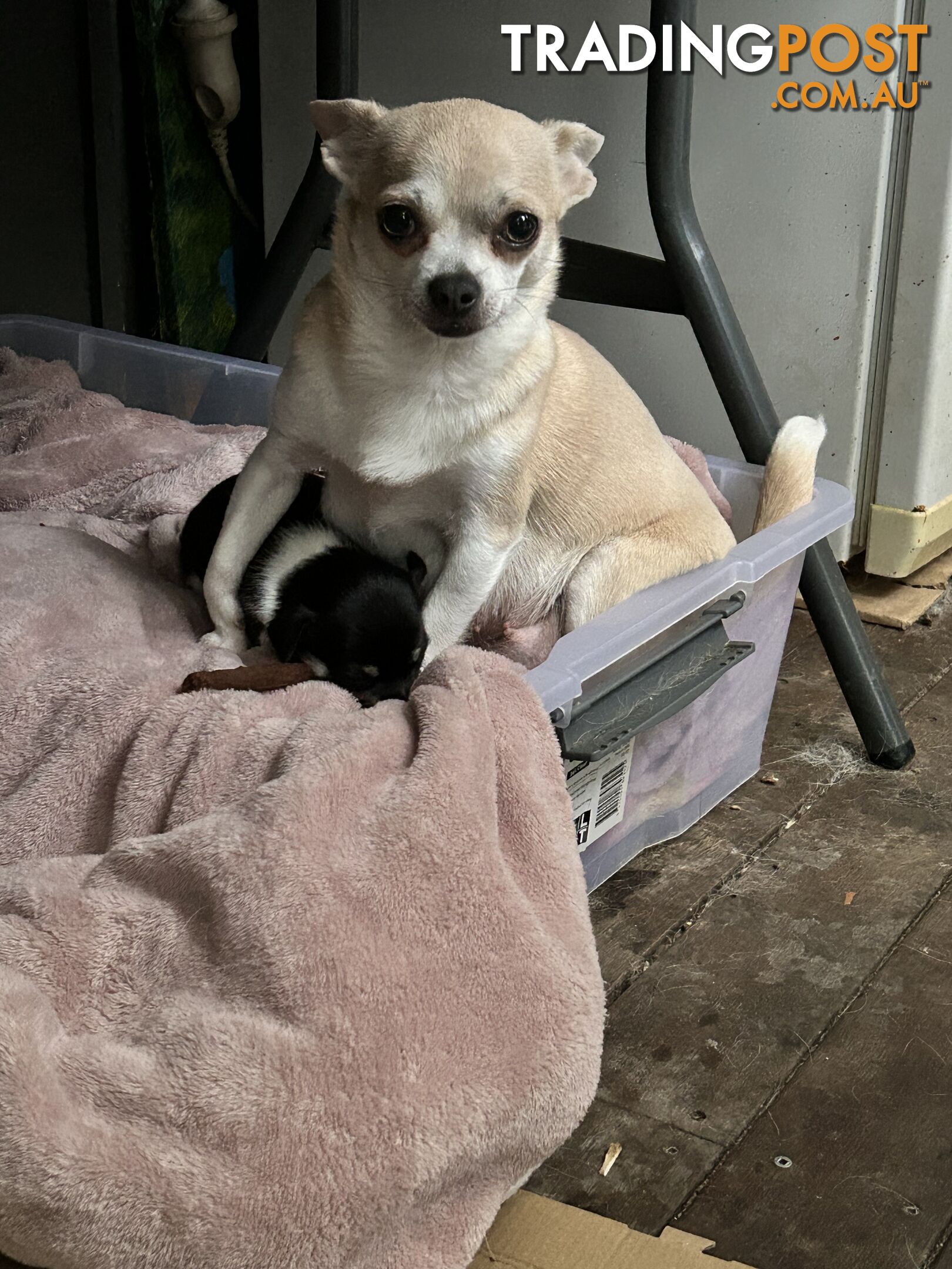 Pure Breed Chihuahua Pups